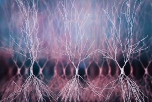 neurons