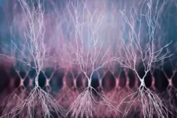 neurônios