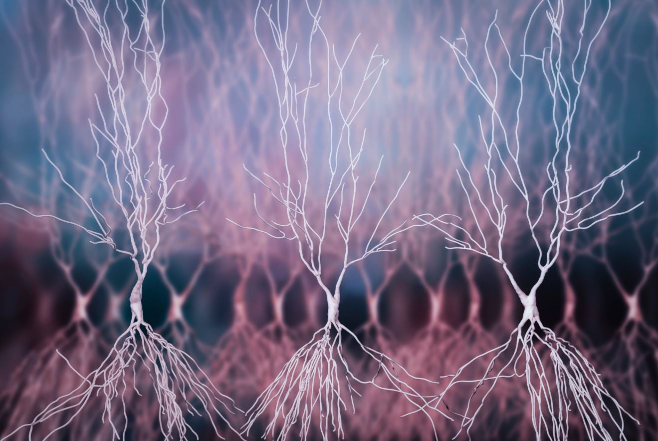 neurons